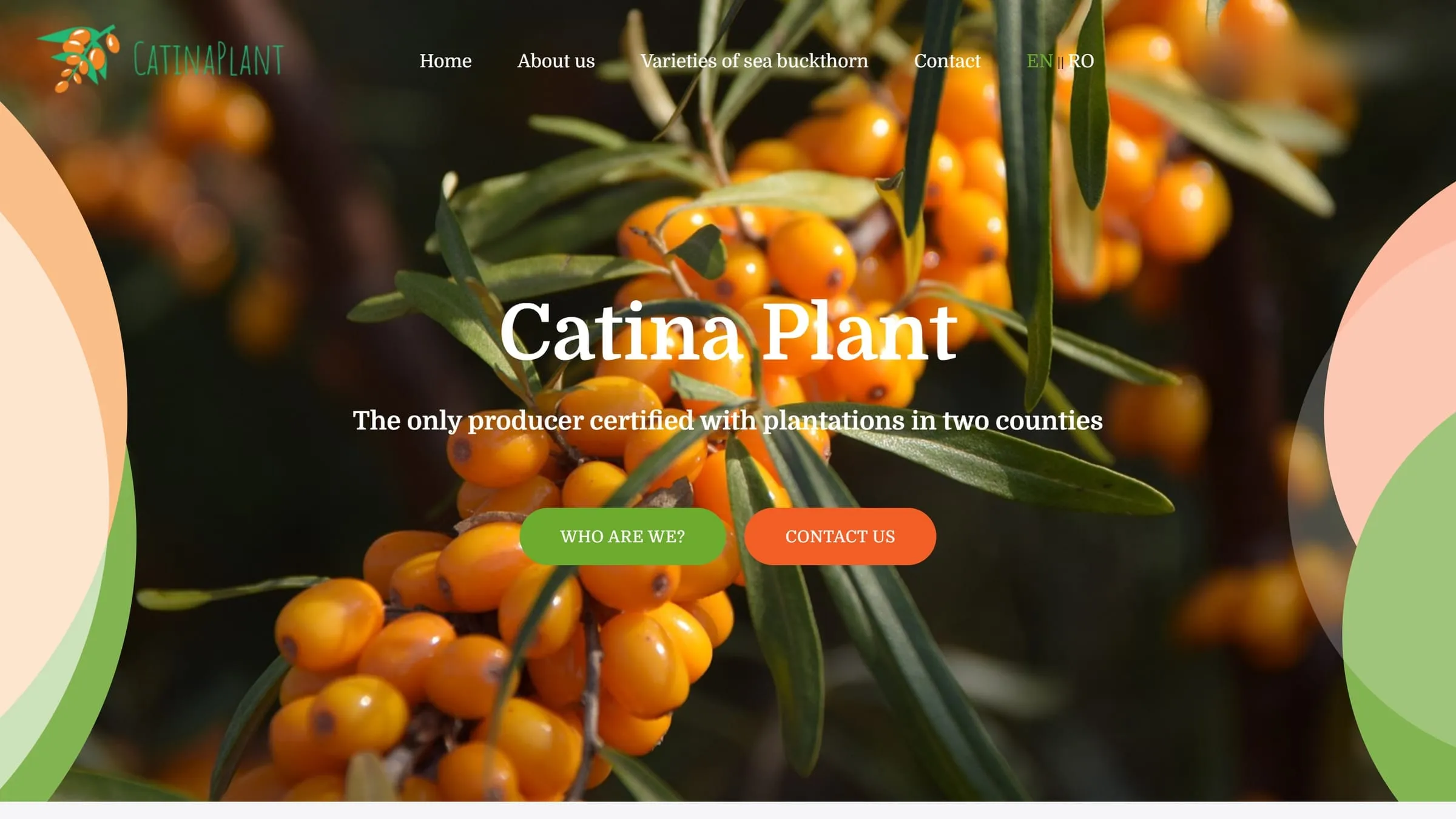 Catina Plant